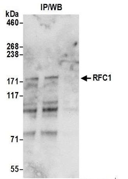 Goat anti-RFC1 Antibody
