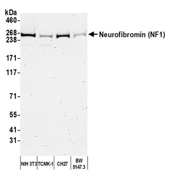 Rabbit NF1 Antibody