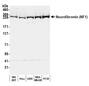 Rabbit NF1 Antibody