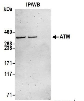 Goat ATM Antibody
