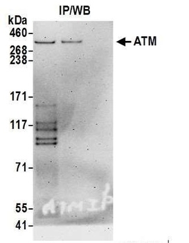 Goat ATM Antibody