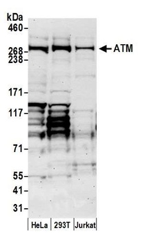 Goat ATM Antibody