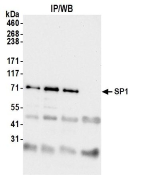 Rabbit anti-Sp1 Antibody
