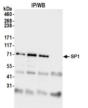 Sp1 Antibody