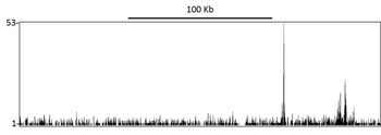 Rabbit anti-Sp1 Antibody
