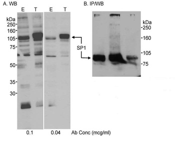 Rabbit Sp1 Antibody