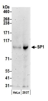 Rabbit Sp1 Antibody