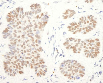 Rabbit anti-CoREST Antibody