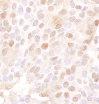 Goat anti-MCM4 Antibody
