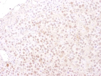 Goat anti-MCM4 Antibody