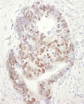 Goat MCM3 Antibody
