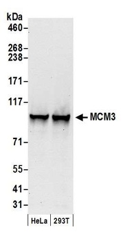 Goat MCM3 Antibody
