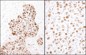 Rabbit anti-Phospho MCM2 (S41) Antibody