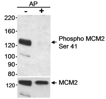Rabbit anti-Phospho MCM2 (S41) Antibody