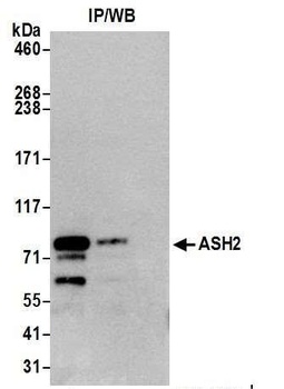 ASH2 Antibody