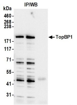 Rabbit anti-TopBP1 Antibody