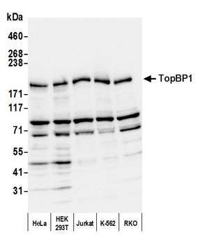 Rabbit anti-TopBP1 Antibody