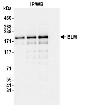 BLM Antibody