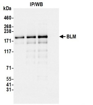 Rabbit anti-BLM Antibody