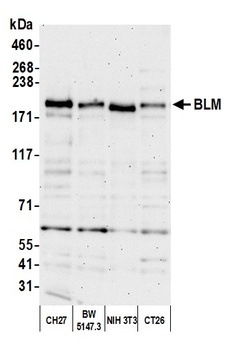 Rabbit anti-BLM Antibody