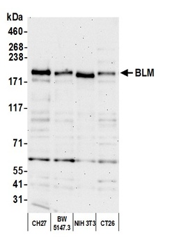 BLM Antibody