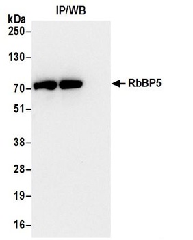 RbBP5 Antibody