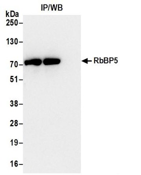 Rabbit anti-RbBP5 Antibody
