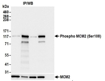 MCM2, Phospho (S108) Antibody