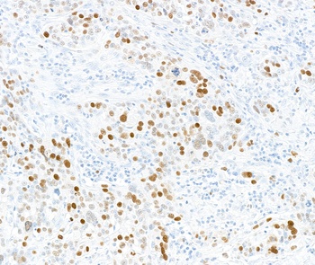 Rabbit anti-Phospho MCM2 (S108) Antibody