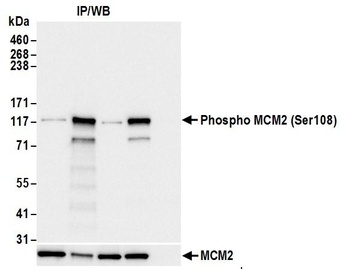 Rabbit anti-Phospho MCM2 (S108) Antibody