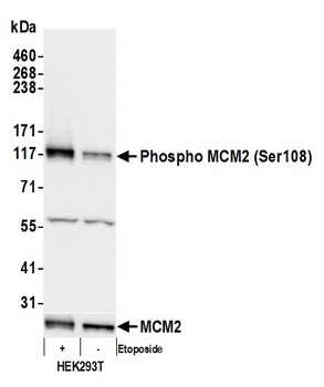 MCM2, Phospho (S108) Antibody