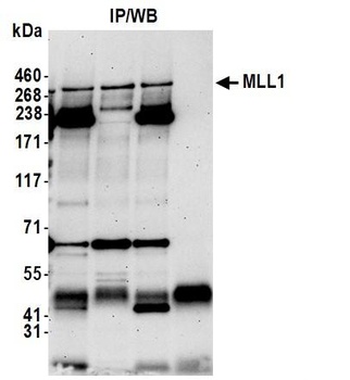 Rabbit MLL1 Antibody