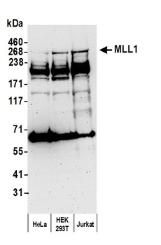 Rabbit MLL1 Antibody