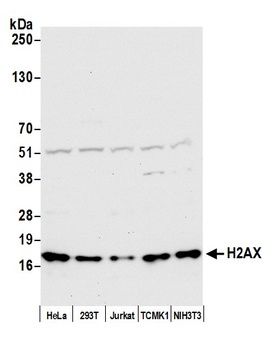 Rabbit H2AX Antibody