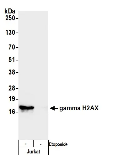 Rabbit gamma-H2AX Antibody