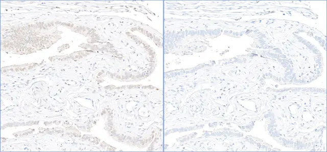Rabbit gamma-H2AX Antibody