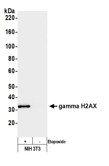 Rabbit gamma-H2AX Antibody