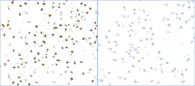 Rabbit gamma-H2AX Antibody