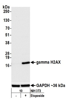 gamma-H2AX Antibody