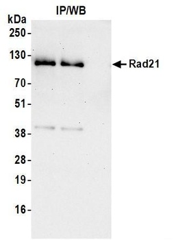 Rad21 Antibody