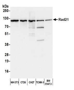 Rabbit anti-Rad21 Antibody