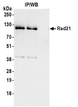 Rabbit anti-Rad21 Antibody