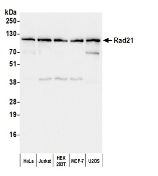 Rad21 Antibody