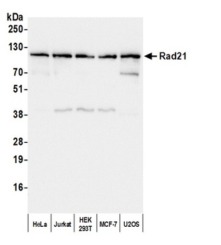 Rabbit anti-Rad21 Antibody