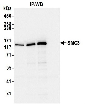 Rabbit anti-SMC3 Antibody