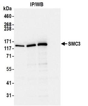 SMC3 Antibody