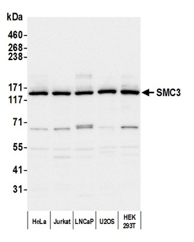 Rabbit anti-SMC3 Antibody