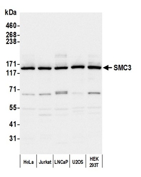 SMC3 Antibody