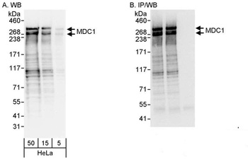 Rabbit anti-MDC1 Antibody