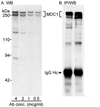 Rabbit anti-MDC1 Antibody